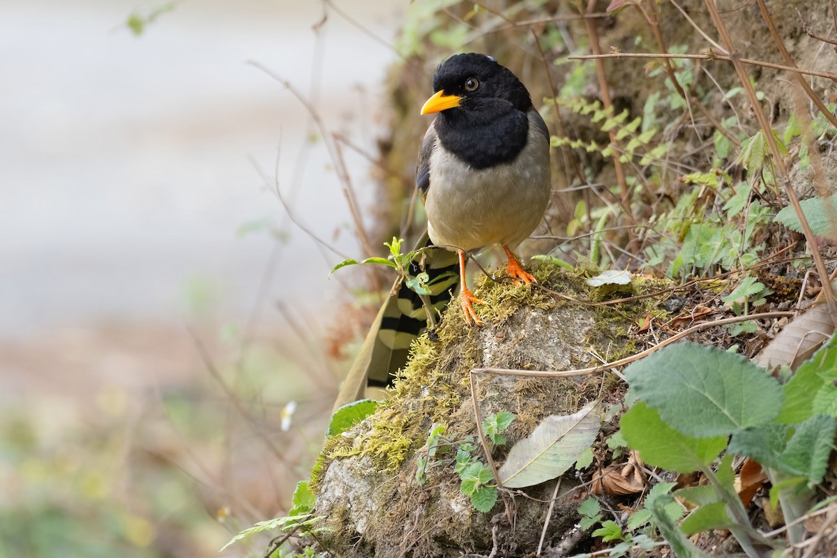 Yellow-billed Blue-Magpie - ML612876464