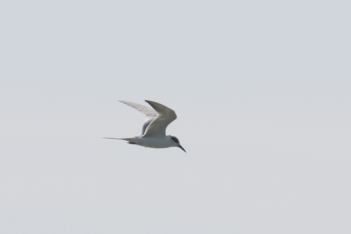 Forster's Tern - Kalpesh Krishna