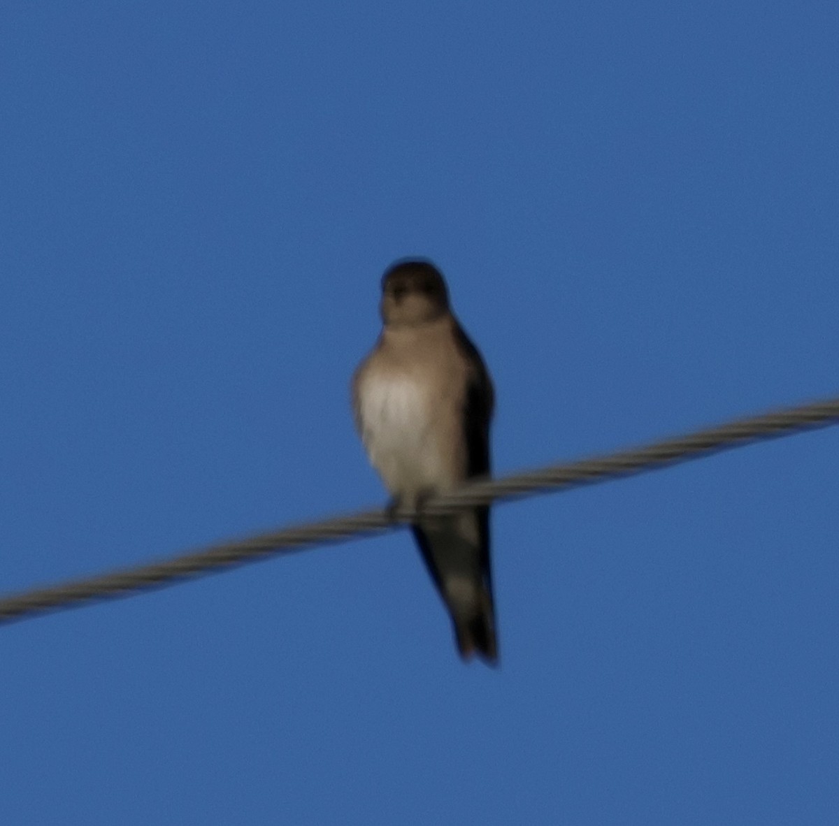 Northern Rough-winged Swallow - ML612876530