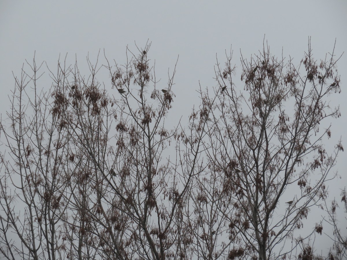 Purple Finch - ML612876589