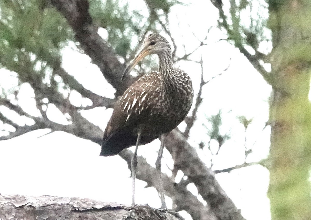 Limpkin - Chuck Hignite