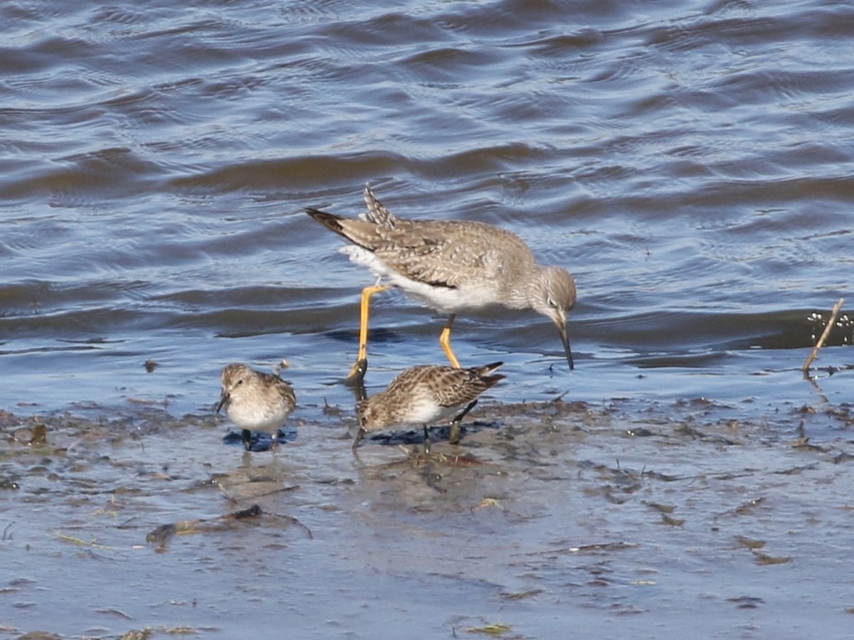 Lesser Yellowlegs - ML612876637