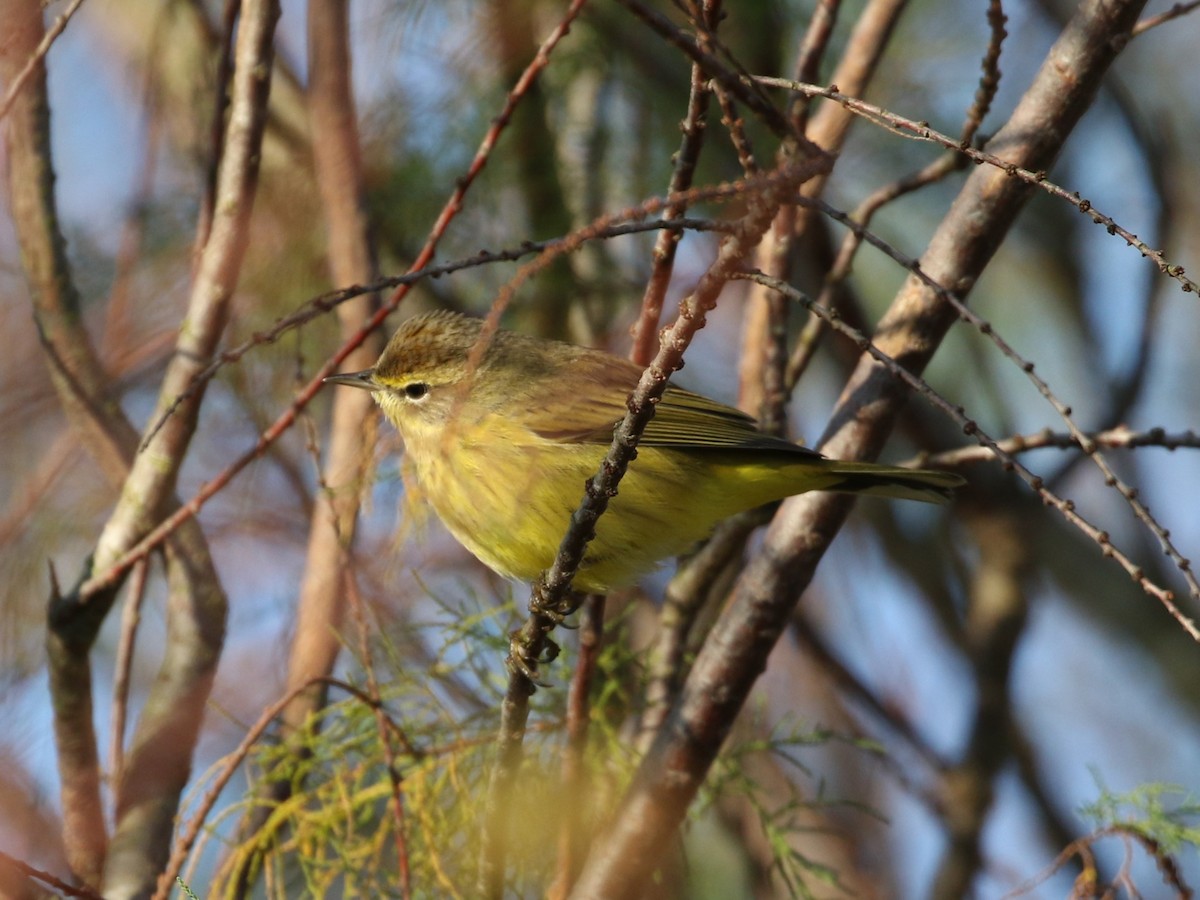 Palm Warbler (Yellow) - Steve Calver