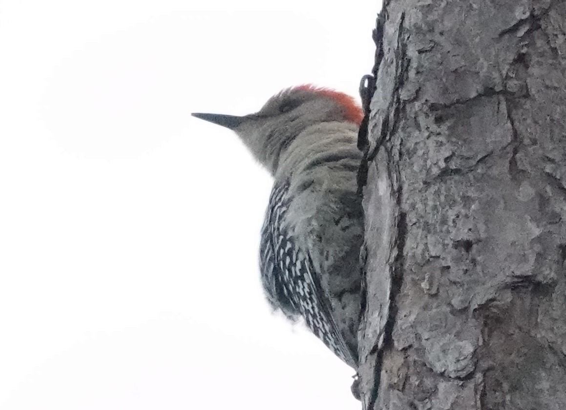 Red-bellied Woodpecker - Chuck Hignite
