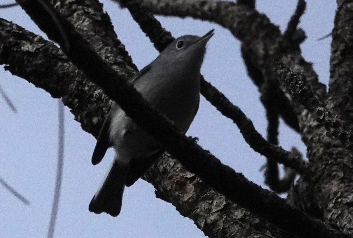 Blue-gray Gnatcatcher - ML612876708