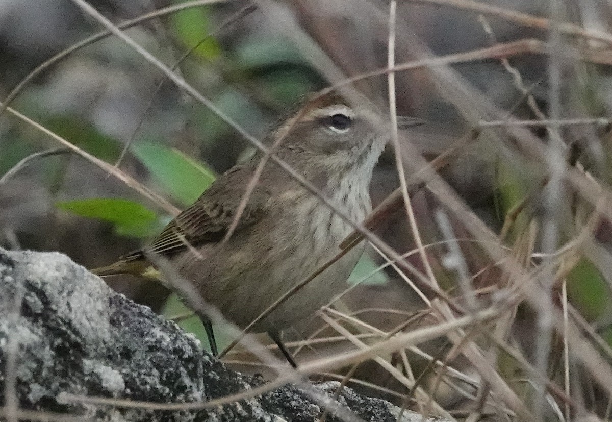 Palm Warbler - ML612876717