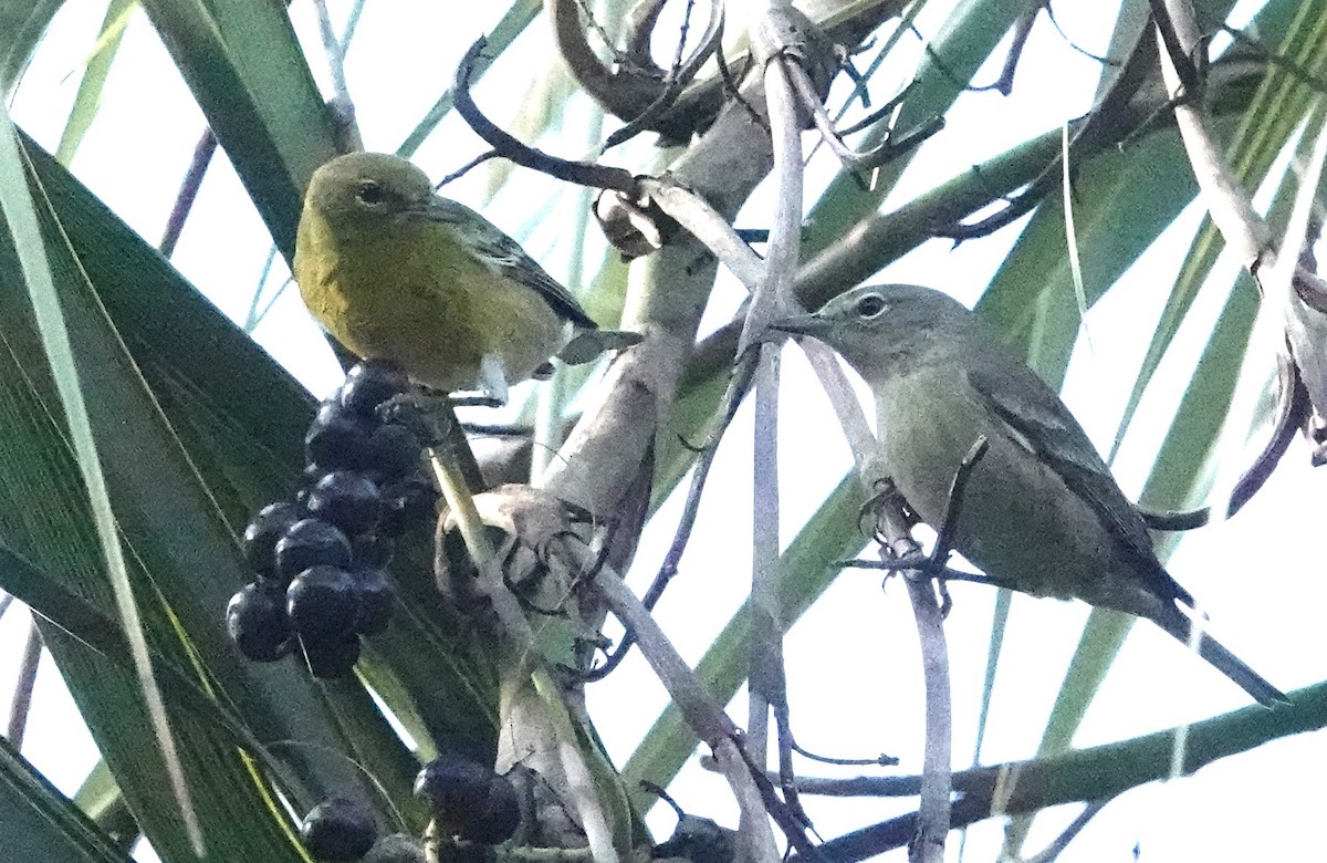 Pine Warbler - Chuck Hignite