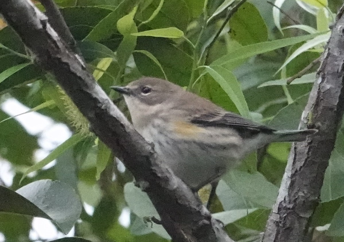 Yellow-rumped Warbler - ML612876732