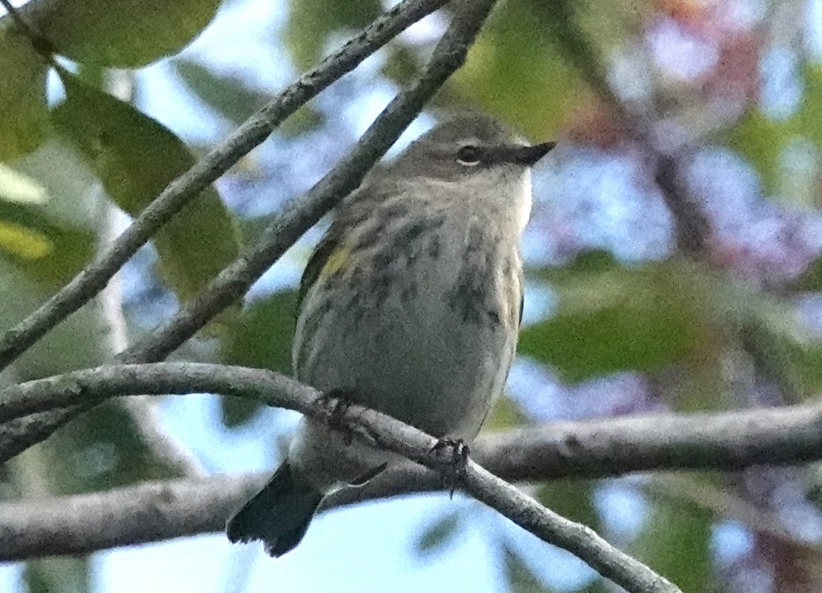 Yellow-rumped Warbler - ML612876733