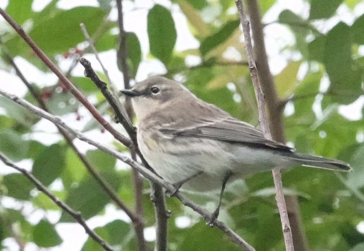 Yellow-rumped Warbler - ML612876734