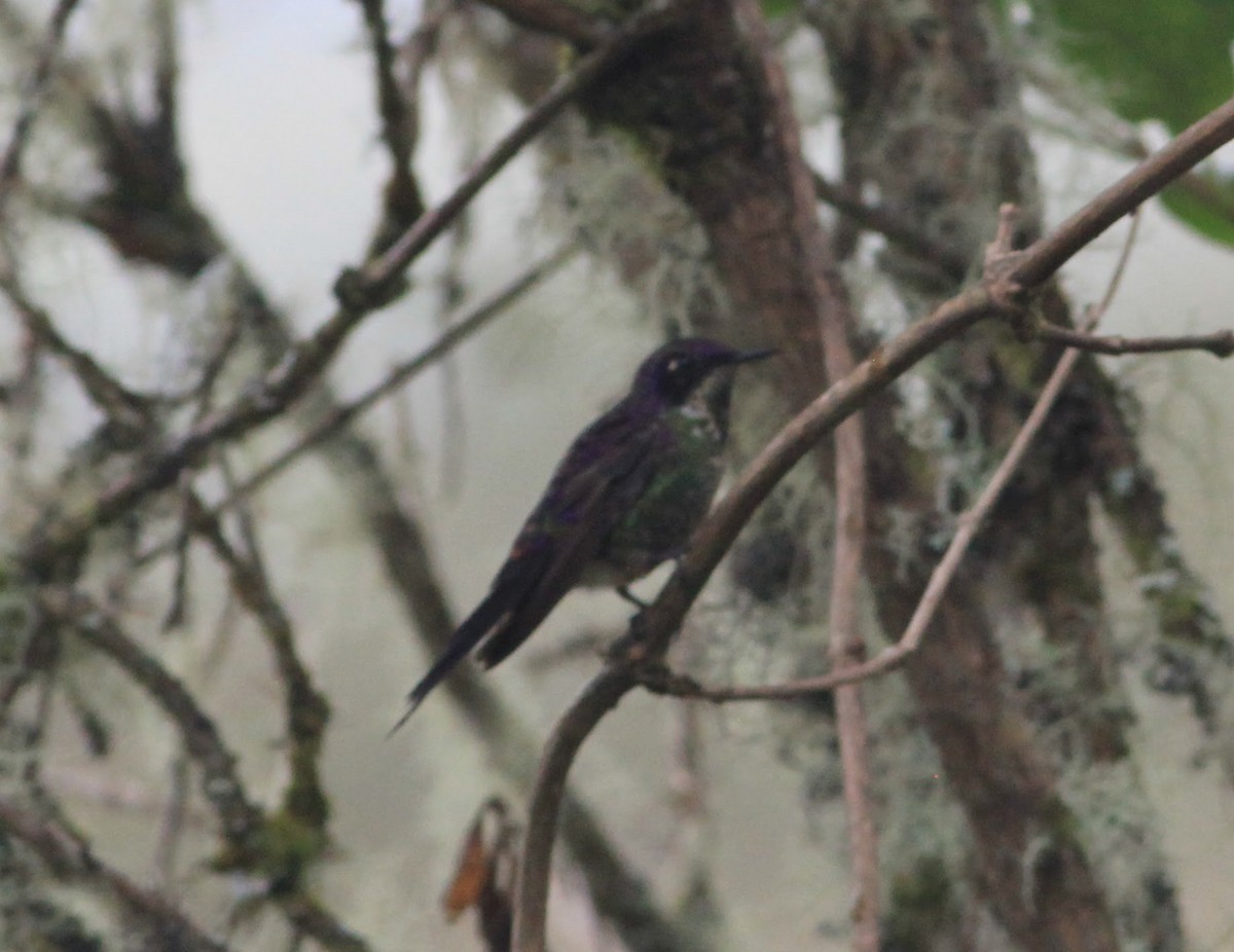 Colibri à petit bec - ML612876742