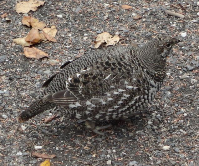 Spruce Grouse - ML612876751