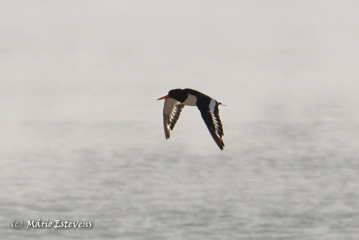 Eurasian Oystercatcher - Mário Estevens