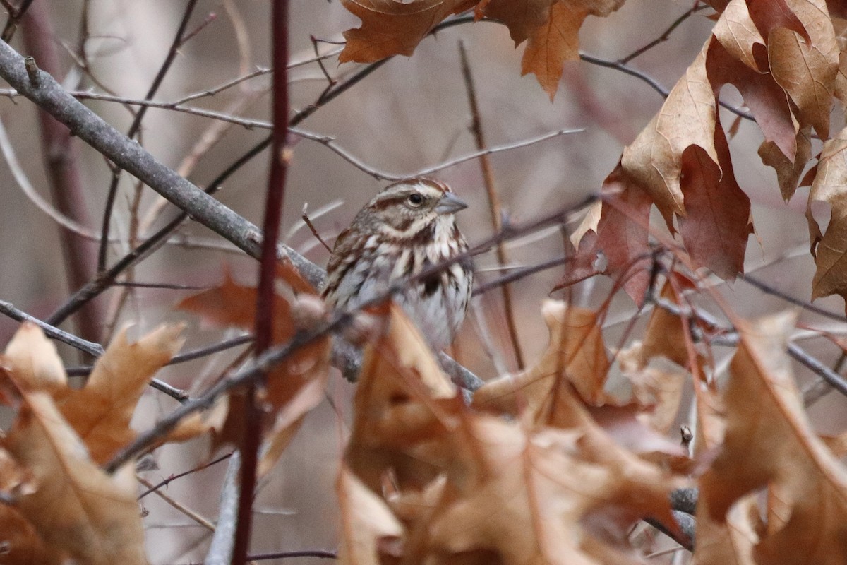 Song Sparrow - ML612876787