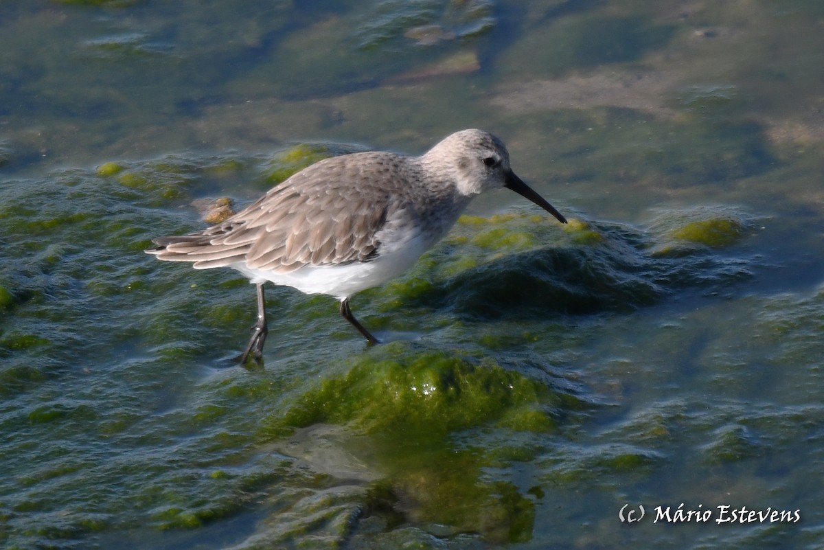 Dunlin - Mário Estevens