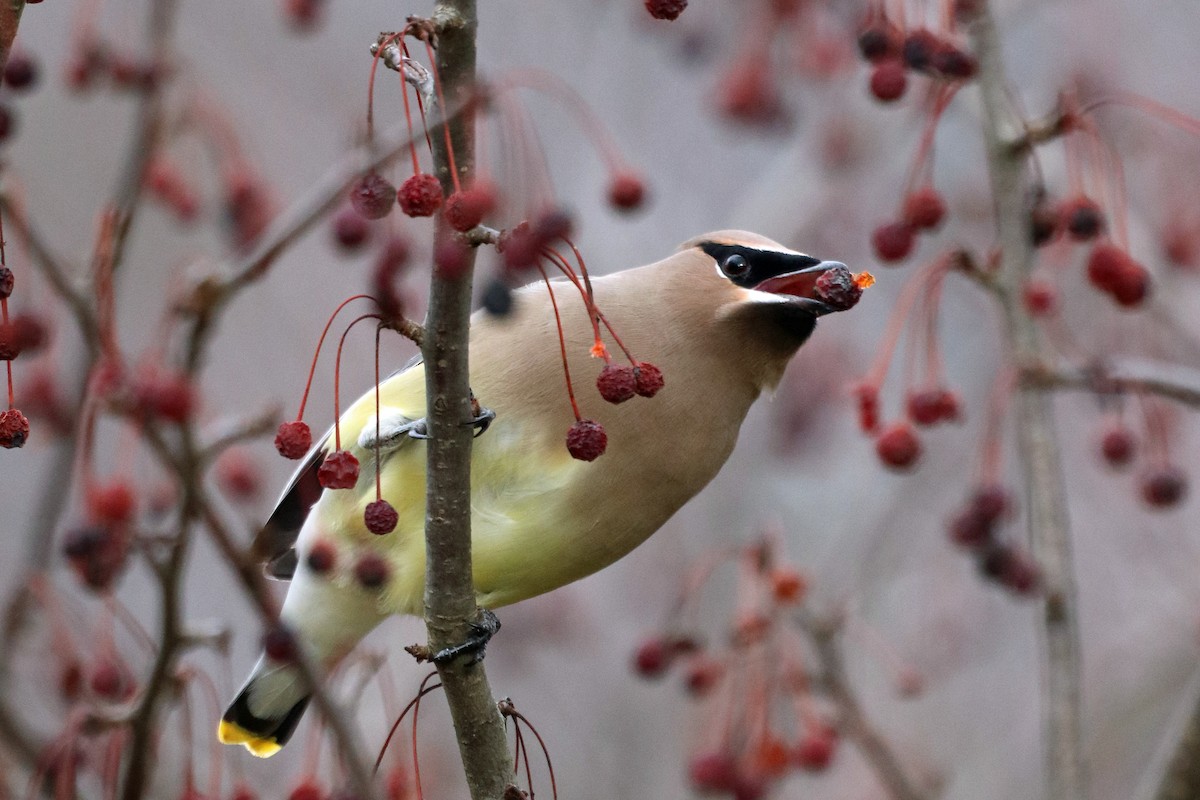 Cedar Waxwing - ML612876794