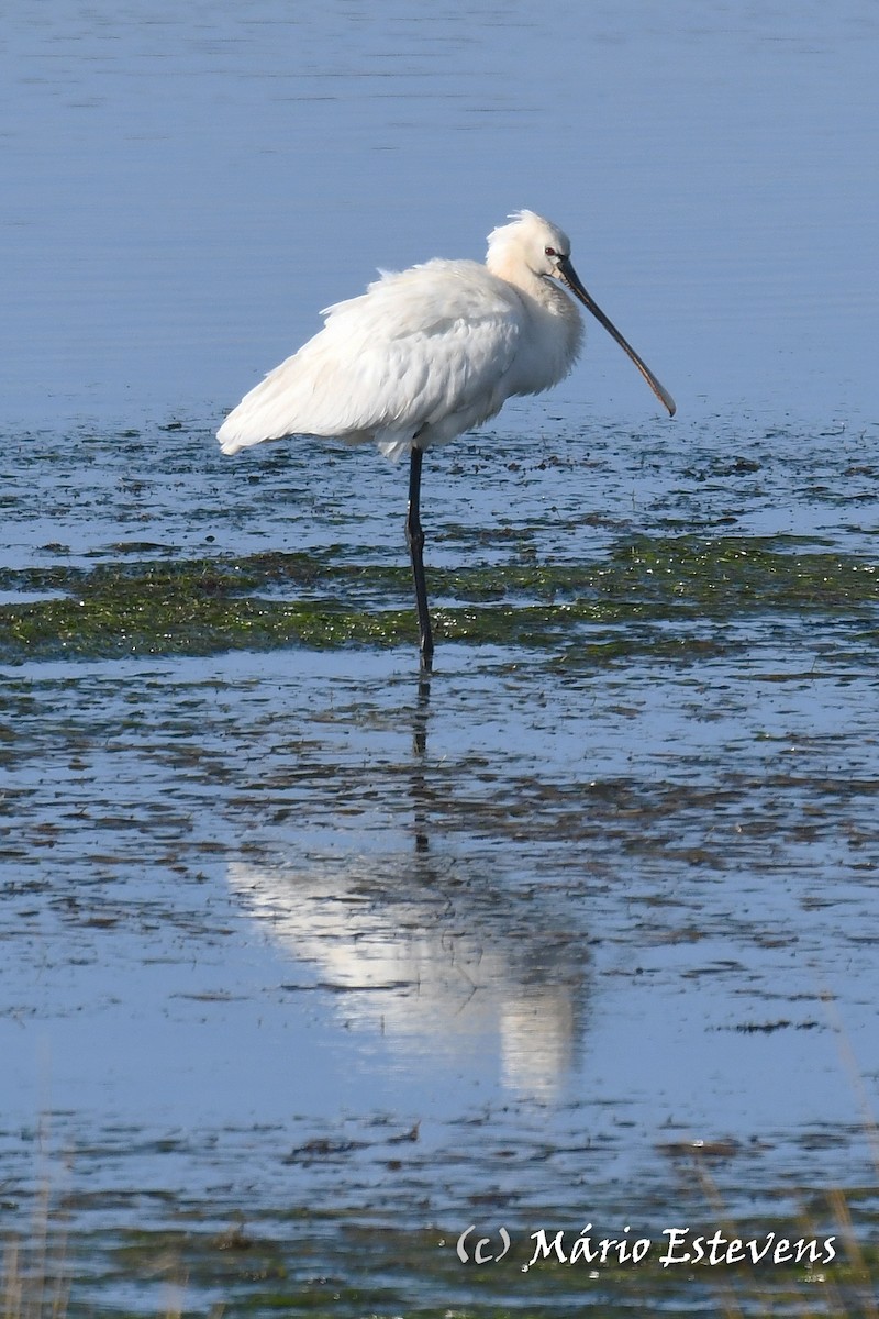 Eurasian Spoonbill - Mário Estevens