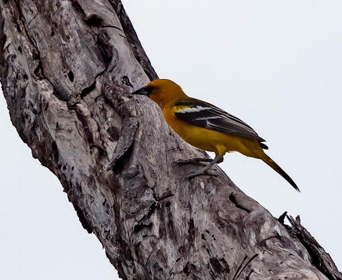 Streak-backed Oriole (Streak-backed) - ML612876813