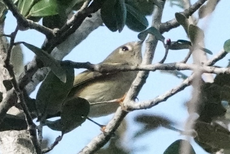 Ruby-crowned Kinglet - ML612876825