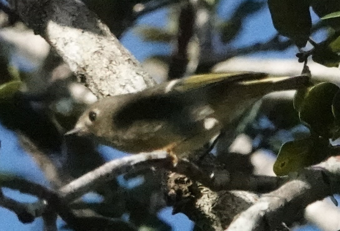 Roitelet à couronne rubis - ML612876827