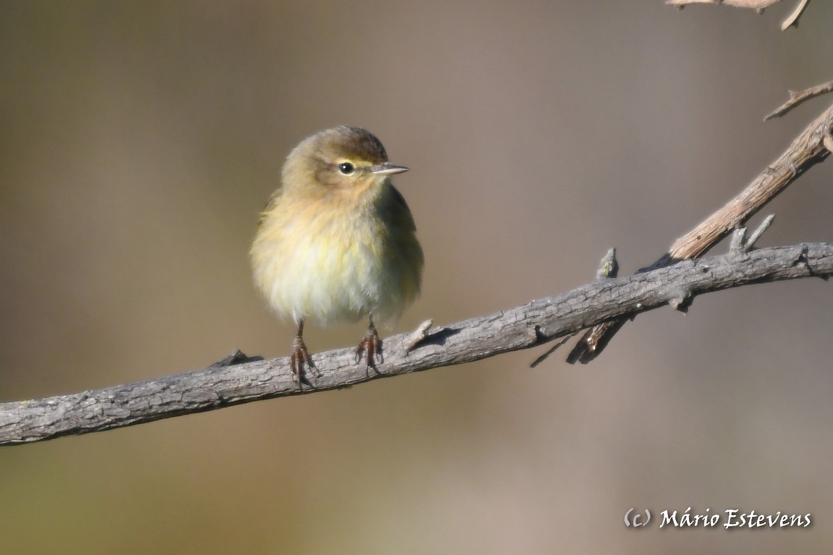 Common Chiffchaff - Mário Estevens