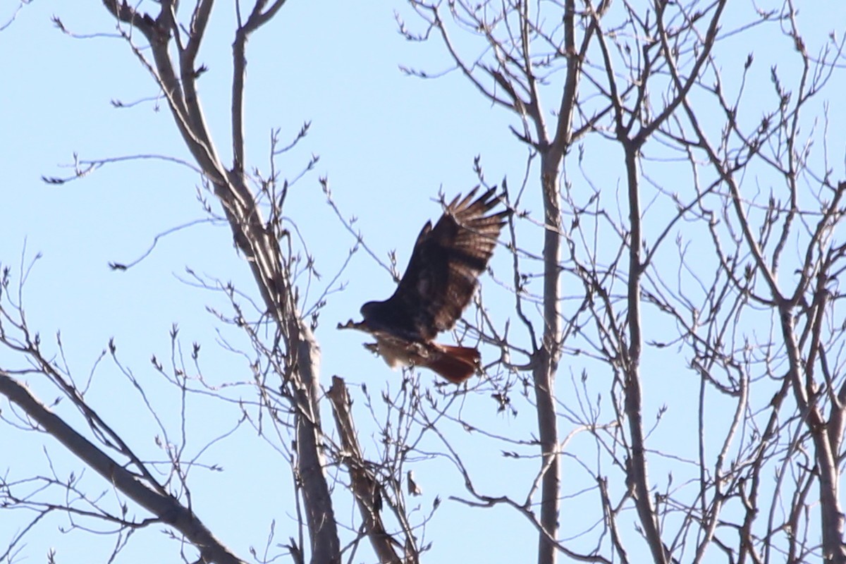 Red-tailed Hawk (calurus/alascensis) - ML612876888