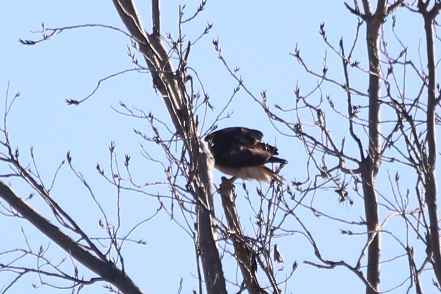 Red-tailed Hawk (calurus/alascensis) - ML612876896