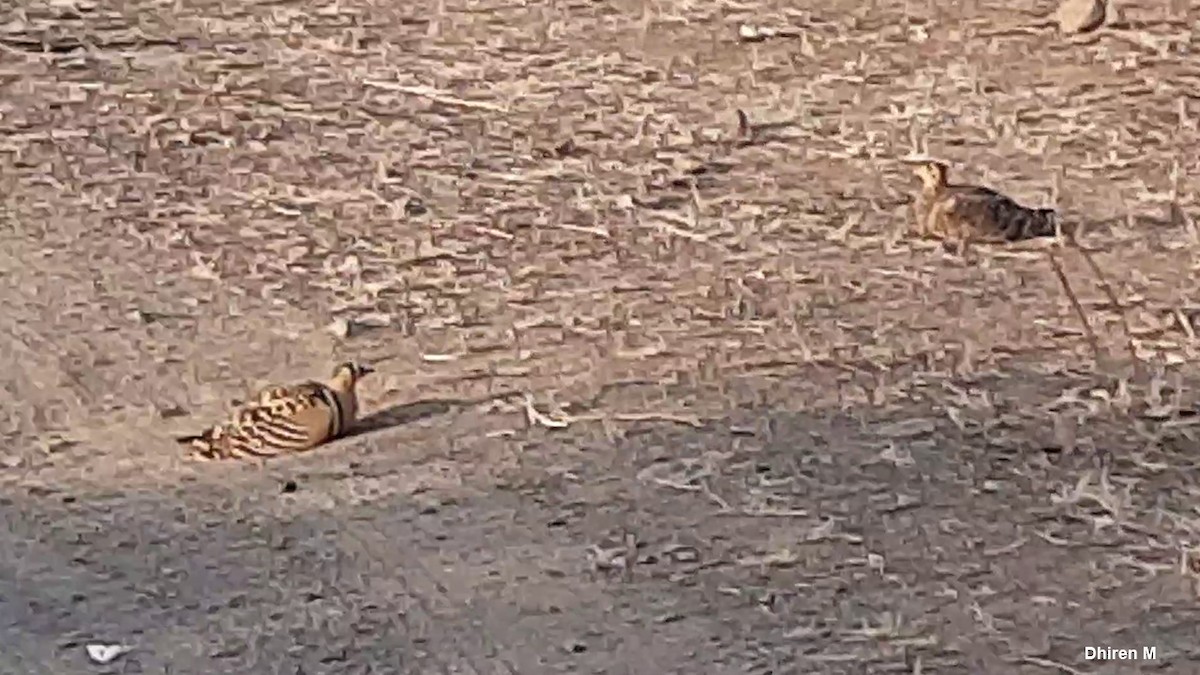 Painted Sandgrouse - ML612876899