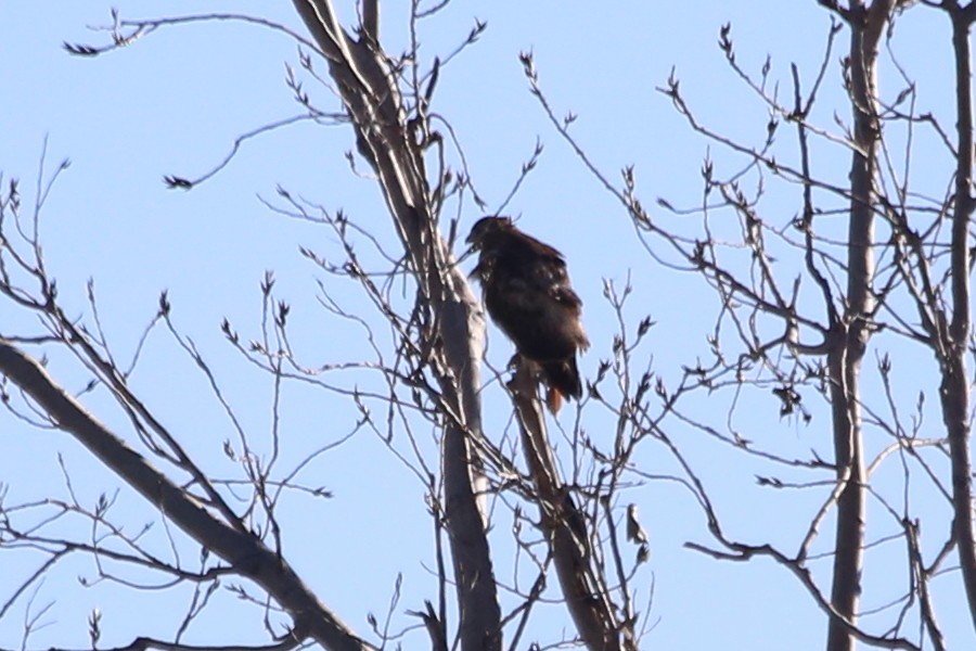 Red-tailed Hawk (calurus/alascensis) - ML612876905