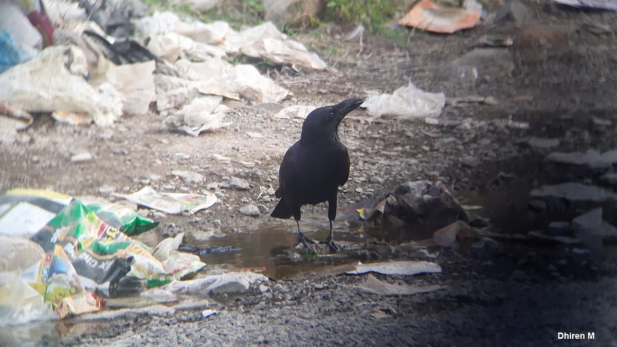 Large-billed Crow - ML612876908