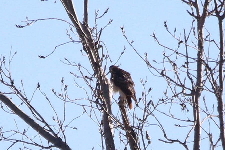 Red-tailed Hawk (calurus/alascensis) - ML612876911