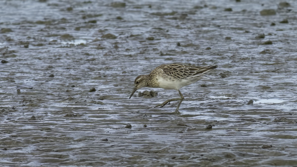 Sharp-tailed Sandpiper - ML612876932