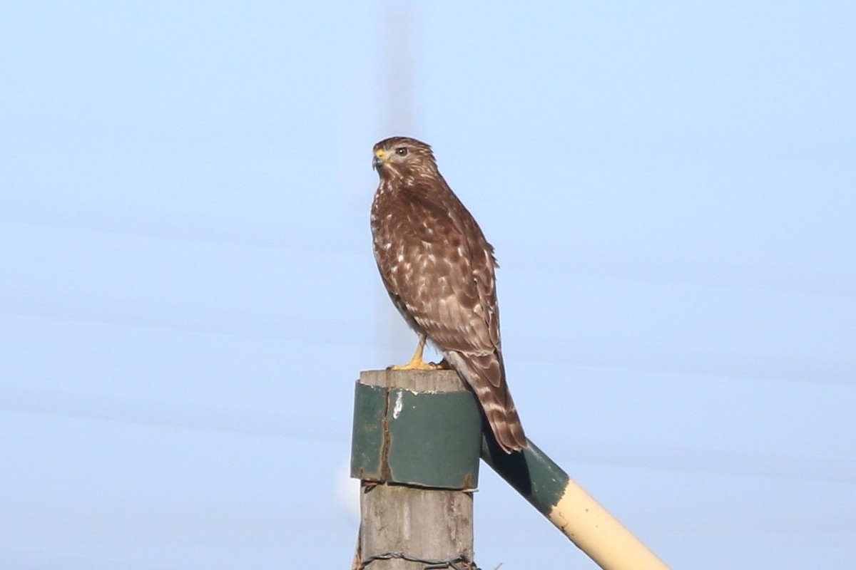 Red-shouldered Hawk - ML612876966