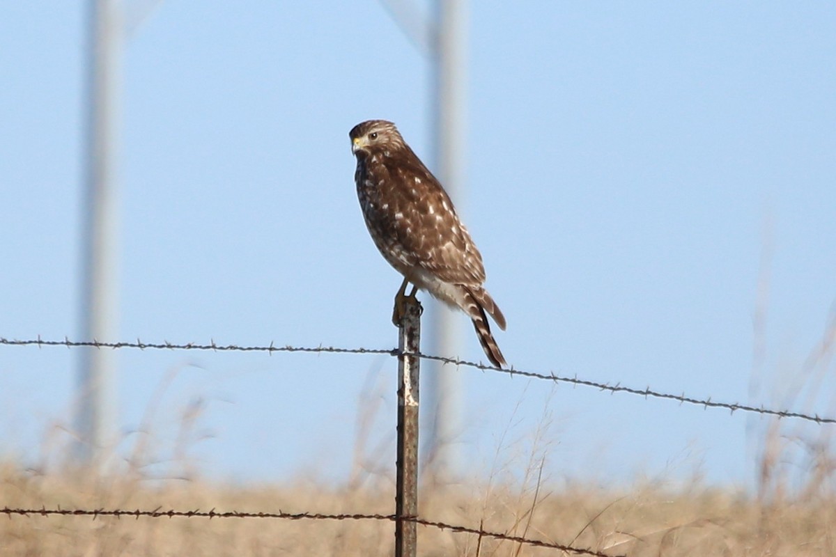 Red-shouldered Hawk - ML612876971