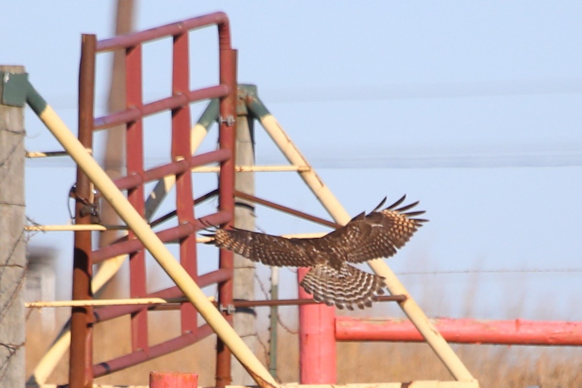 Red-shouldered Hawk - ML612876972