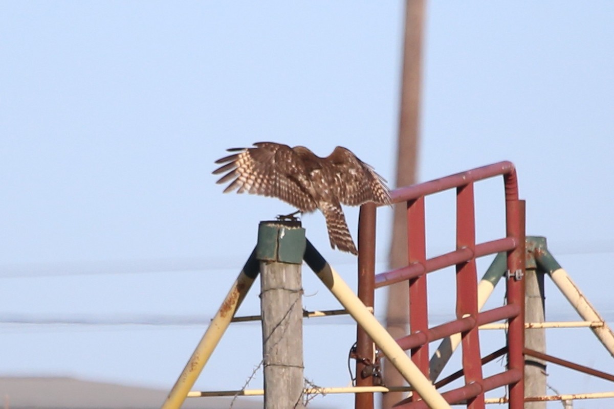 Red-shouldered Hawk - ML612876978