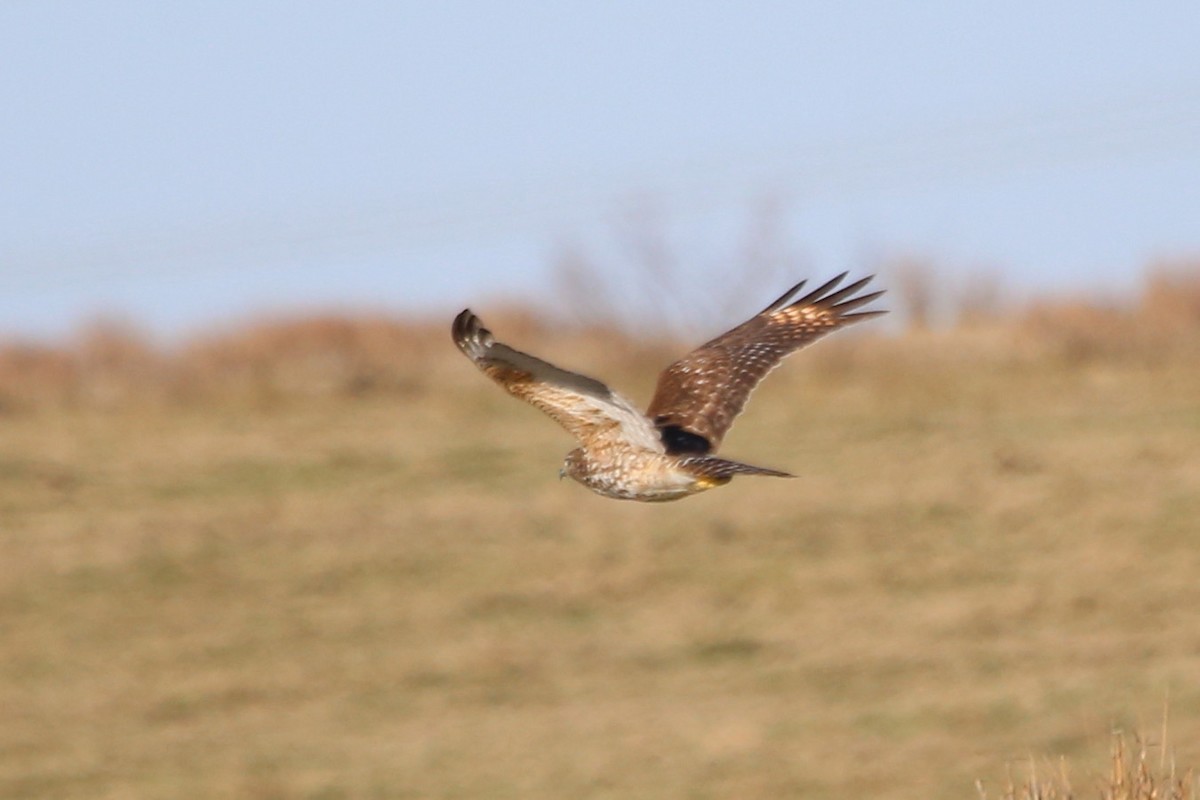 Red-shouldered Hawk - ML612876985