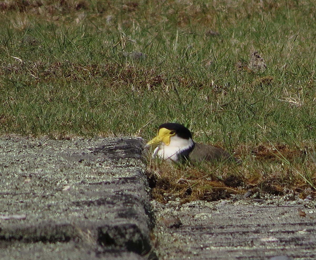 Masked Lapwing - ML612876998