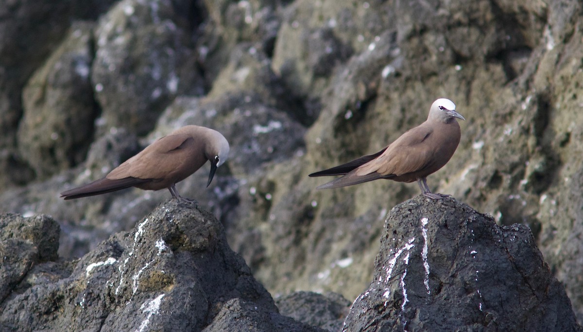 Brown Noddy - ML61287701