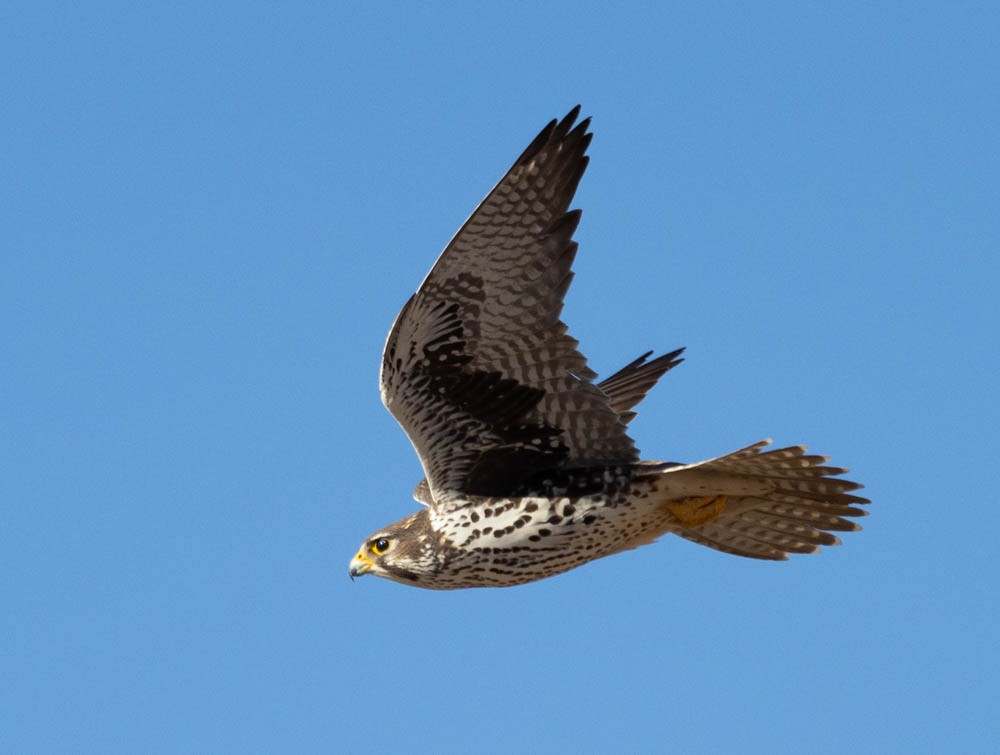 Prairie Falcon - Marty Herde