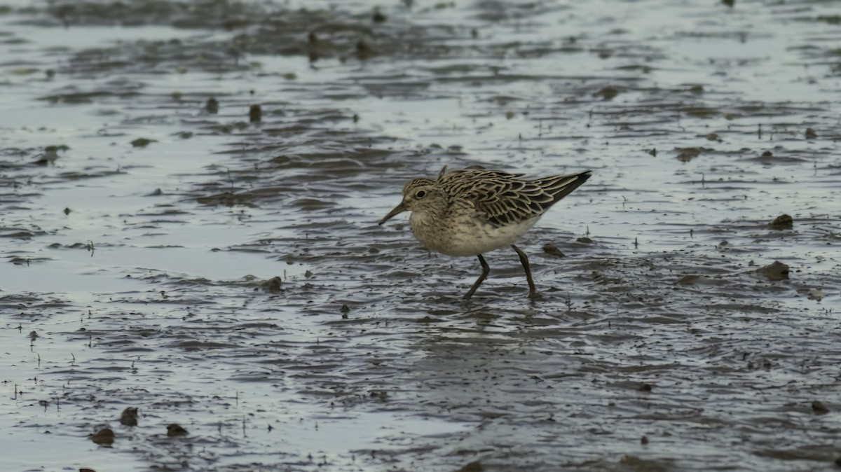 Sharp-tailed Sandpiper - ML612877119