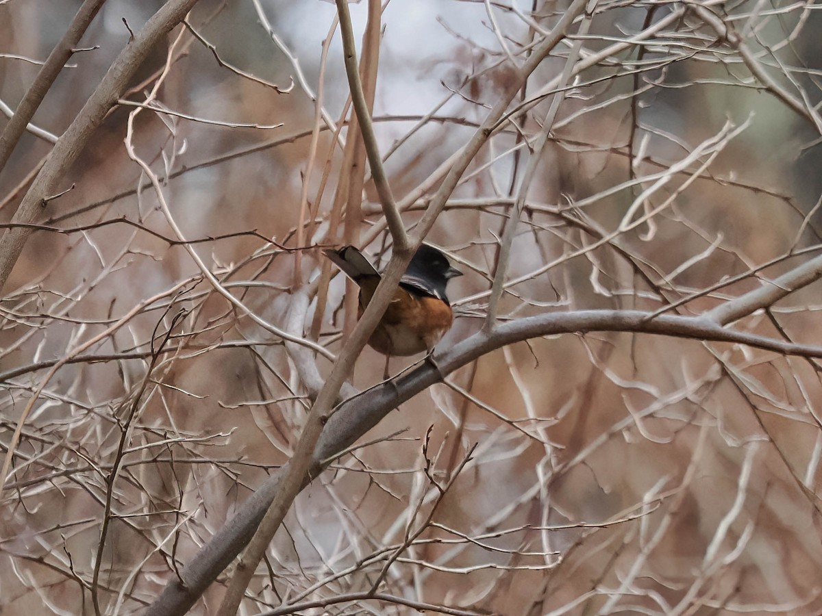 Eastern Towhee - ML612877140