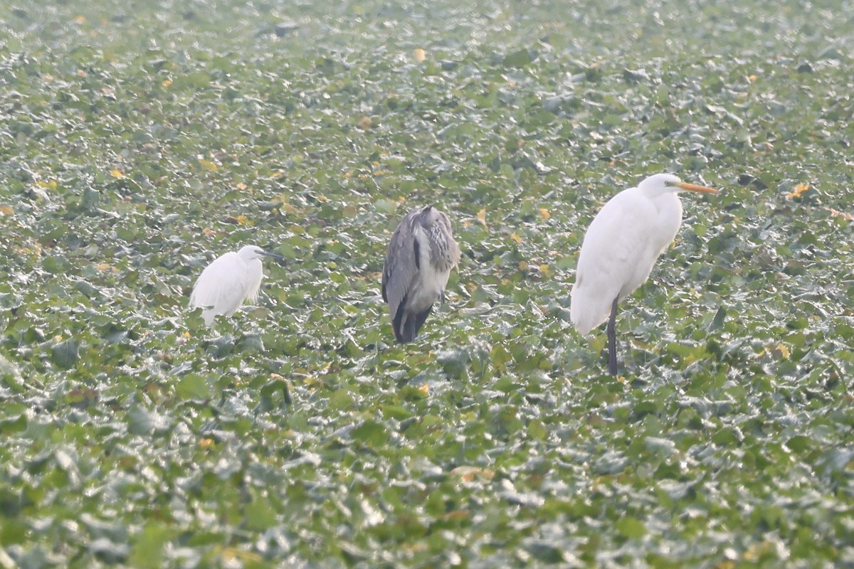 Little Egret - ML612877314