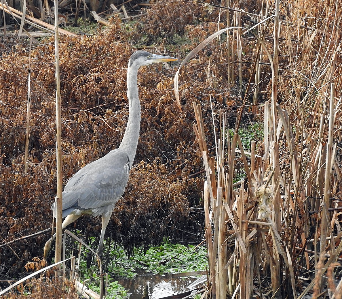 Great Blue Heron - ML612877343
