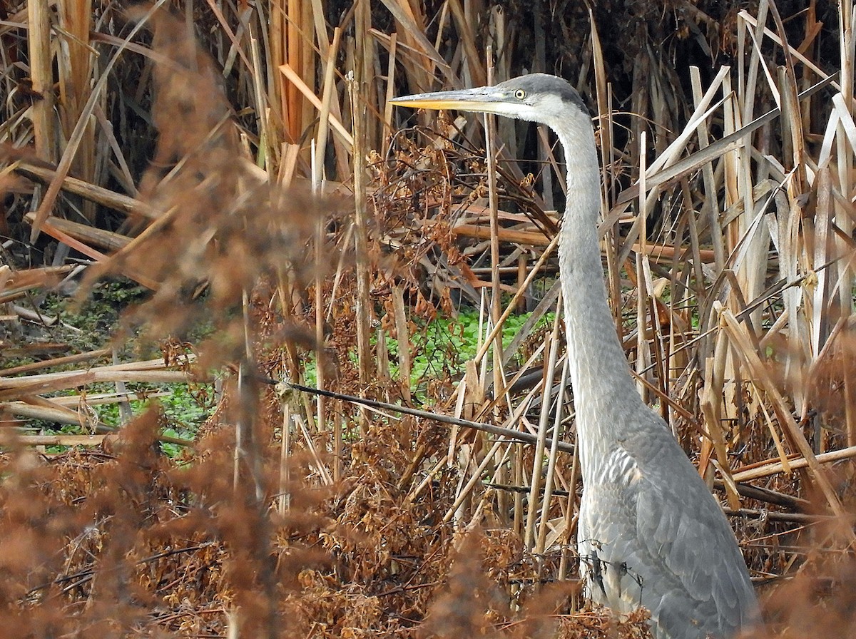 Great Blue Heron - ML612877346