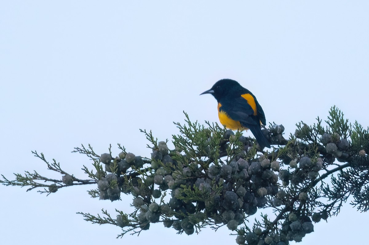 Black-vented Oriole - ML612877382