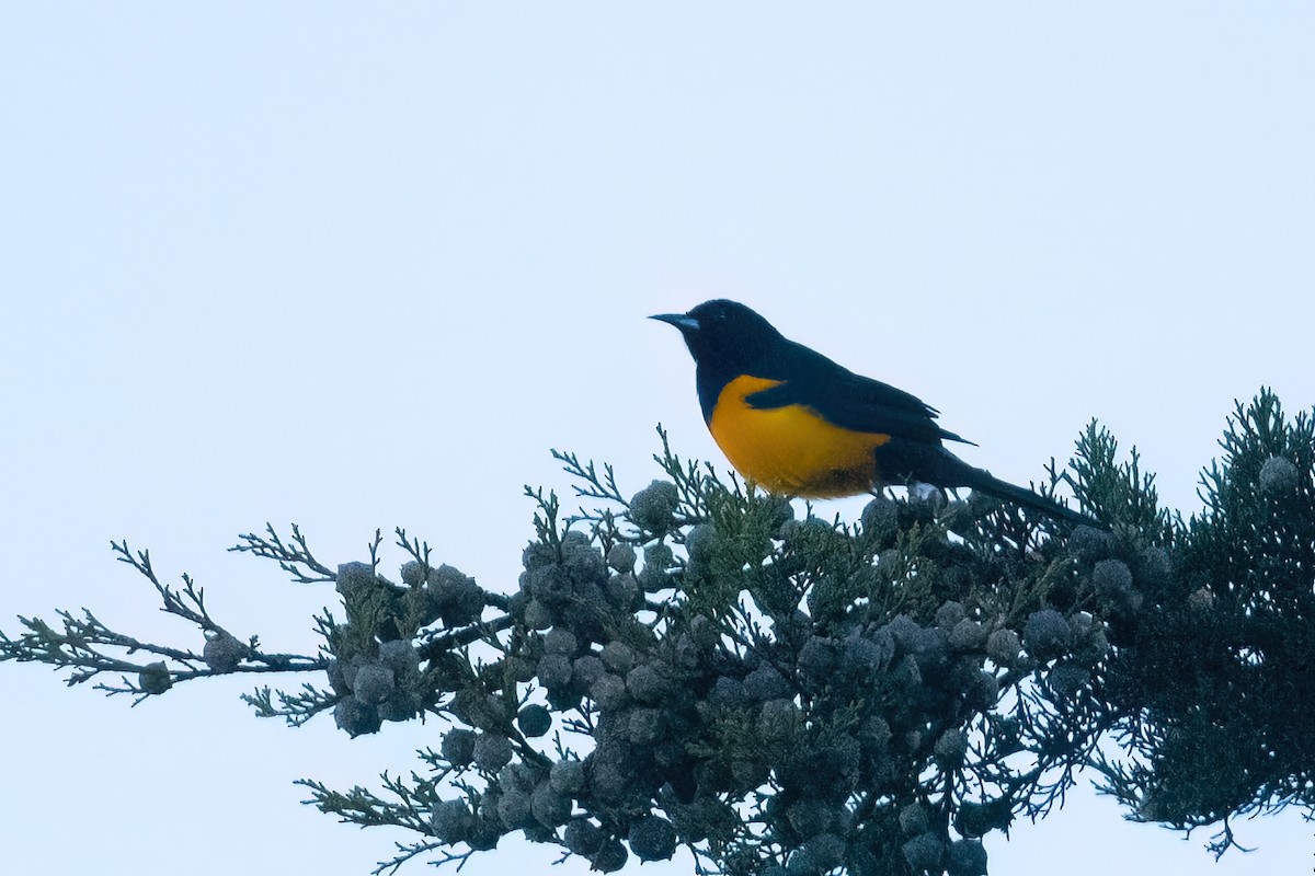 Black-vented Oriole - ML612877386