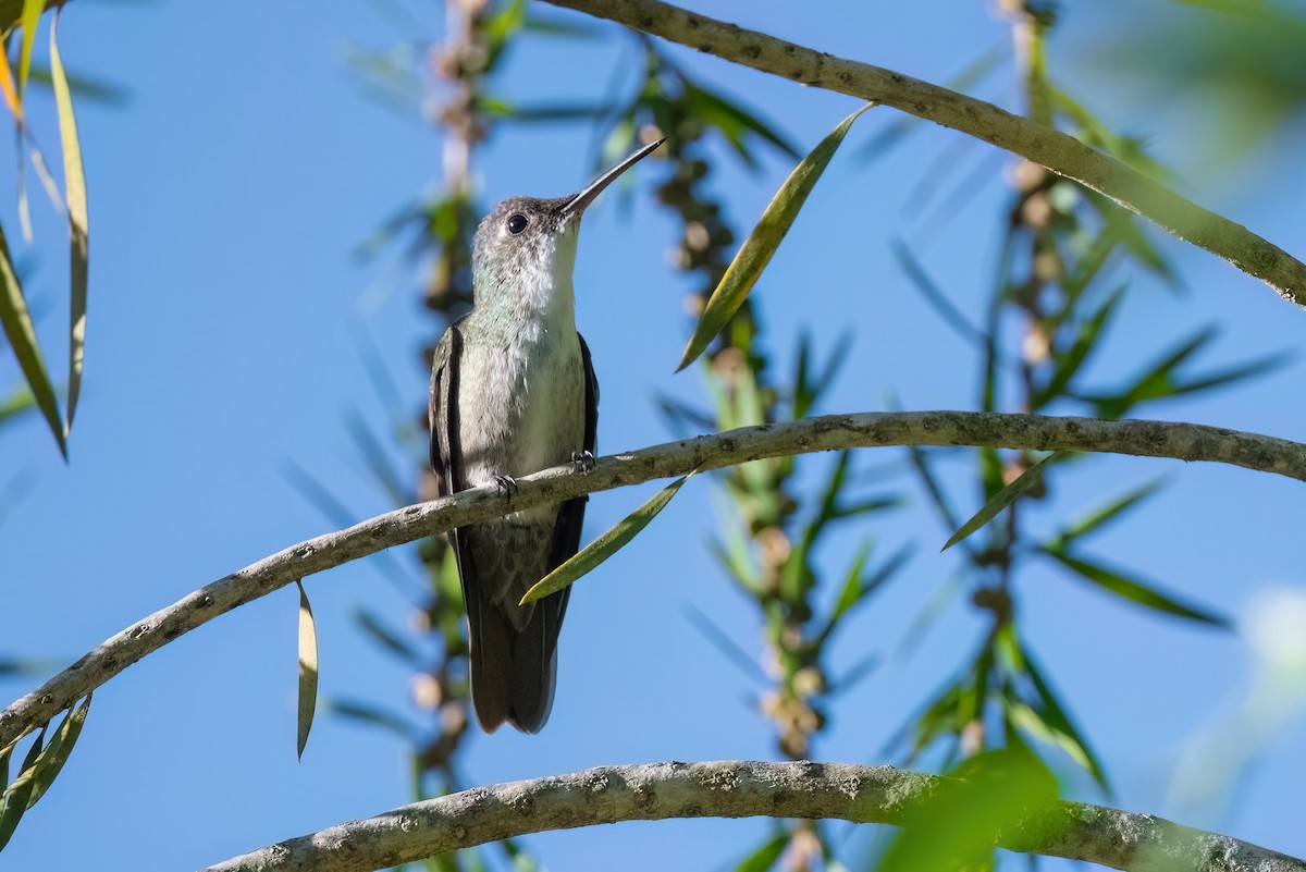 Azure-crowned Hummingbird - ML612877393