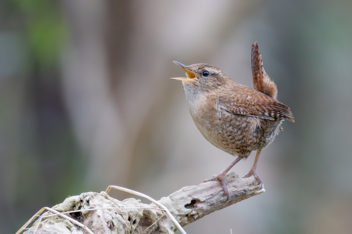 Eurasian Wren (Eurasian) - ML612877428