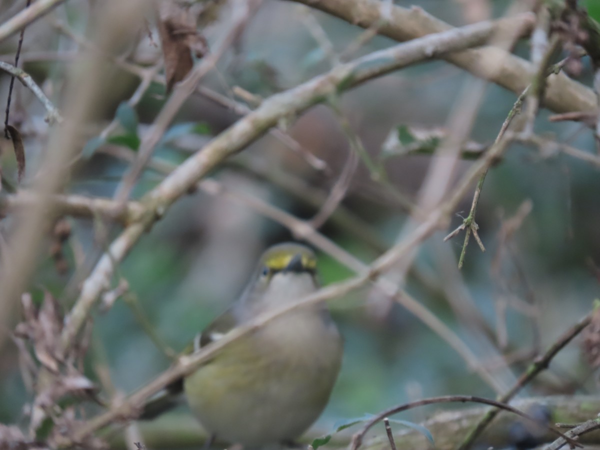 White-eyed Vireo - ML612877448